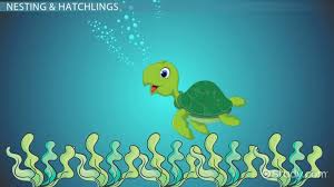 Sea Turtle Lesson For Kids Facts Life Cycle