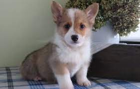 On the off chance that you wish to get a welsh corgi. Pembroke Welsh Corgi Puppies For Sale Reston Va 295668