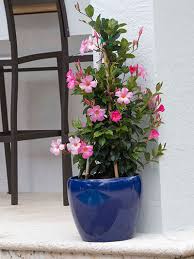 In a university study at lsu, rio grande outperformed 8 other red cabbage varieties and was consistently the largest. A Shopper S Guide To Mandevilla Costa Farms
