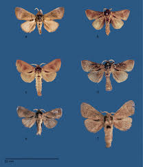 Image result for Macphersonia