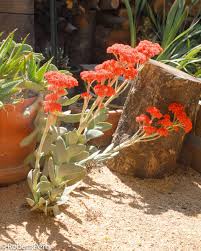 Image result for Crassula perfoliata