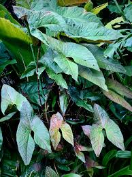 Image result for Disperis johnstonii