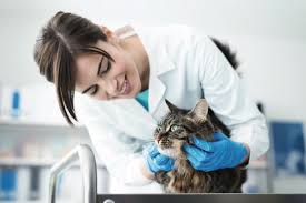 Does cat have stroke or. Macau Daily Times æ¾³é–€æ¯æ—¥æ™‚å ± Ask The Vet Causes Of Seizures In Cats
