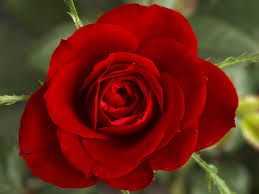 Pretty red flower image pc. Red Flowers Google Search Krasnye Rozy Semena Cvetov Krasnye Cvety