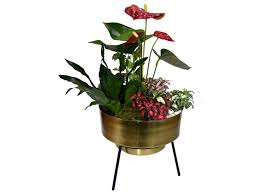 These indoor arrangements make a perfect table centerpiece, accent to any room or gift. Mini Indoor Plants Arrangement Flower Arrangements Dubai Garden Centre