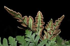 Image result for Doryopteris concolor