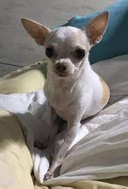 11 Missing Chihuahua Dogs In Singapore Ideas Chihuahua Dogs Chihuahua Dogs