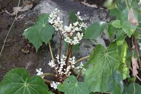 Image result for Begonia rubronervata