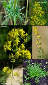 Image result for Galium verum