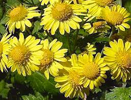 Image result for Chrysanthellum indicum