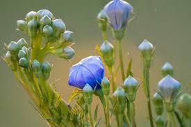 Check weekly to find drooping blooms on your balloon flowers and remove them. 10 Different Types Of Balloon Flowers Home Stratosphere