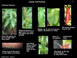 Image result for Costaceae