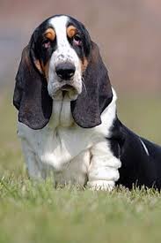 Bassethounds have a docile, lazy, and stubborn temperament but love children. Basset Hound Wikipedia