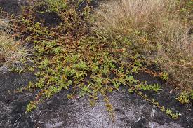 Image result for Melochia melissifolia