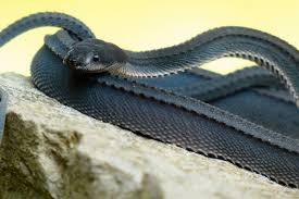Researchers recognize about 3,600 different species of snakes. Xenodermus Wikipedia