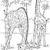 Animals coloring page baby giraffe coloring pages for girls animals. 1