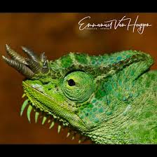 Image result for Chamaecrista gracilior