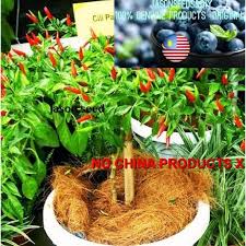 Jangka hayat pokok cili di dalam polibag. Seeds Biji Benih Cili Padi Pedas Shopee Malaysia