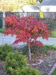 Acer Japonicum Acontifolium Or The Fernleaf Full Moon Maple Hardy To 20 Japanese Garden Style Japanese Maple Japanese Maple Tree
