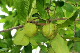 They feed on a variety of plants, including fruit, grasses, tree bark, vegetables and palm leaves. Elephant Apple Chalta Digital Herbarium Of Crop Plants
