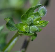 Image result for Stellaria sennii