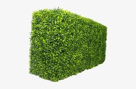 Box Hedge Png Garden Hedge Png Transparent Png 480x484 Free Download On Nicepng Download the hedge png on freepngimg for free. box hedge png garden hedge png