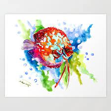 Bright Colored Aquarium Fish Aquatic