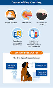 But we can buy pets meds and ensure a proper treatment should any health deterioration arise. Antibiotics For Dogs Without Prescription 5 Things All Pet Owners Should Know About Antibiotics