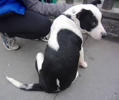 This crossbreed is large like a german shepherd, around 21 to 27 inches, weighing 70 to 80 pounds. Hmm Heeey Are You Staring At My Butt The Dogs Of San Francisco