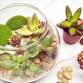 Make Your Own Terrarium event image