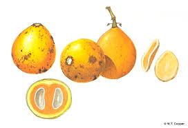 Image result for Strychnos lucens