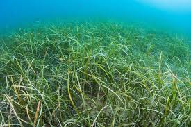 Image result for Cymodoceaceae