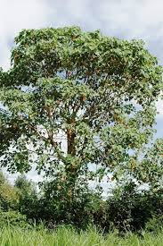 Image result for Croton macrostachyus