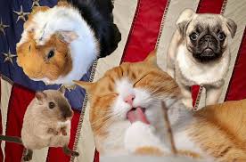 We did not find results for: All Pet Home Facebook