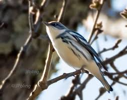 Birds Of Western North Carolina Photos Cerulean Warbler Blue Ridge Parkway Asheville Nc Blue Ridge Parkway Blue Ridge Western North Carolina