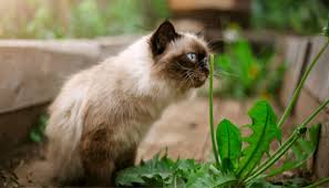 Répulsif chat, chien, autres animaux > répulsif naturel chats 500 ml sur jardindeco.com. Les 5 Meilleures Astuces Pour Eloigner Les Chats Du Potager