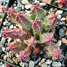 Image result for Huernia levyi