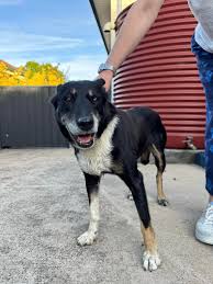 OWNER FOUND 🙌🏽 Hello Yass! Just picked up this lovely lady, who was  running around