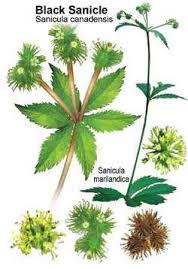 Image result for Sanicula