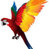 Bird migration poster, flying the bird, group of birds flying png clipart. 1