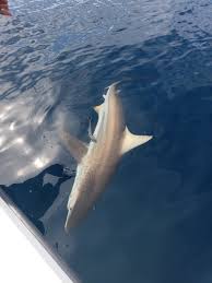 Located in john's pass, madeira beach, florida. Shark Fishing Trips Got One Sportfishing
