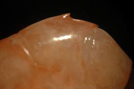 Image result for Pandiaka ramulosa