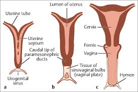 The female reproductive system is an intricate arrangement of structures that can separate into external and internal genitalia. Embryology Of The Female Reproductive System Obgyn Key