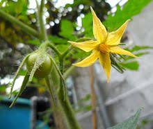 Means the ower has both male and female parts. Tomato Wikipedia