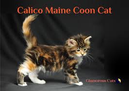 In canada, the calico is known as a spanish cat. All You Need To Know About Calico Maine Coon Cat Glamorous Cats