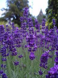 Lavender Keeps Mosquitoes Away And Obviously Smells Amazing Mosquito Repelling Plants Lavender Plants