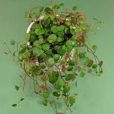 Peperomia is a tropical perennial plant genus in the family there is vast variation between the various types of peperomia leaves. Zierpfeffer Peperomia Prostrata Pepperspot