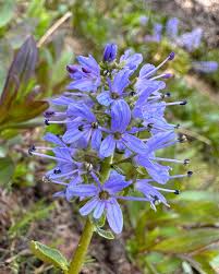 Image result for Veronica abyssinica