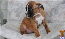 It's a true blessing to say. Boxer Puppies For Sale