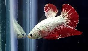 The koi betta fish is a type of marble betta with more than two colors present and can resemble koi fish in garden ponds. Banyak Untung Kenali 10 Jenis Dan Harga Ikan Cupang Paling Banyak Dicari Aplikasi Pertanian Media Agribisnis Gdm Agri